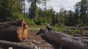 Best Arborist Consultation Services  in Forest Glen, MD